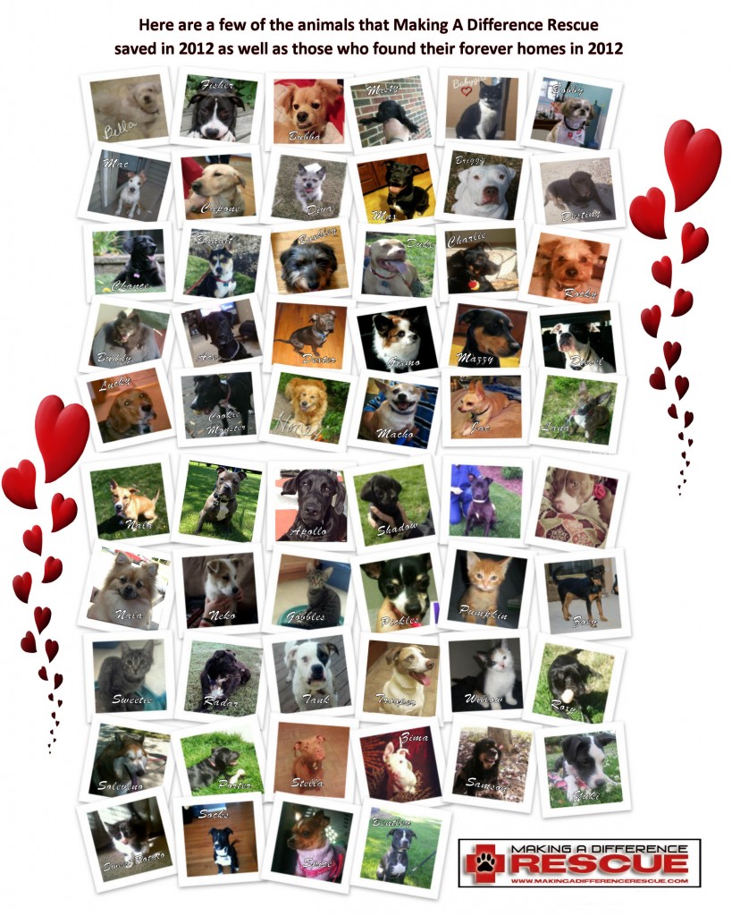 Animals that found rescue or forever homes in 2012.